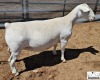 1 X WHITE DORPER PREGNANT T5 EWE Ashley Phillips White Dorpers