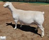 1 X WHITE DORPER PREGNANT T5 EWE Ashley Phillips White Dorpers - 2