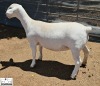 1 X WHITE DORPER T5 EWE Ashley Phillips White Dorpers - 2