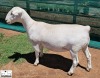 1 X WHITE DORPER T5 EWE Ashley Phillips White Dorpers