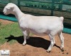 1 X WHITE DORPER T5 EWE Ashley Phillips White Dorpers - 2