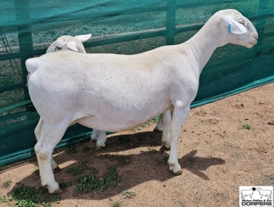 1+1X T5 WHITE DORPER EWE Ashley Phillips White Dorpers