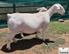 1+1X T5 WHITE DORPER EWE Ashley Phillips White Dorpers - 2