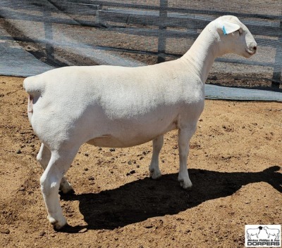 1 X WHITE DORPER PREGNANT T5 EWE Ashley Phillips White Dorpers