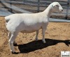 1 X WHITE DORPER PREGNANT T5 EWE Ashley Phillips White Dorpers - 2