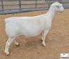 2X PREGNANT T5 WHITE DORPER EWE Ashley Phillips White Dorpers