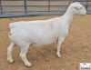 2X PREGNANT T5 WHITE DORPER EWE Ashley Phillips White Dorpers - 2