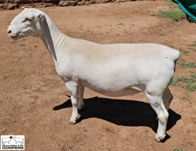 2X PREGNANT T5 WHITE DORPER EWE Ashley Phillips White Dorpers