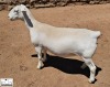 2X PREGNANT T5 WHITE DORPER EWE Ashley Phillips White Dorpers - 2