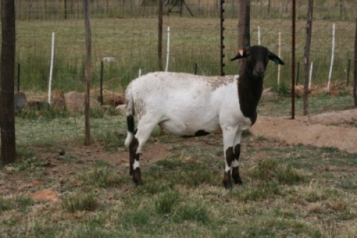 1X OOI/EWE B3 Genetics - Charles Freeme - 074 207 0007