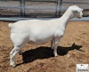 2X T5 WHITE DORPER EWE Ashley Phillips White Dorpers