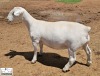 2X T5 WHITE DORPER EWE Ashley Phillips White Dorpers - 2