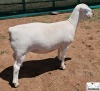 2X T5 WHITE DORPER EWE Ashley Phillips White Dorpers - 3