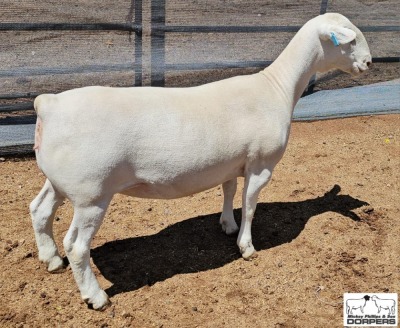 3X T5 WHITE DORPER EWE Ashley Phillips White Dorpers