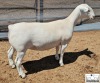 3X T5 WHITE DORPER EWE Ashley Phillips White Dorpers - 2