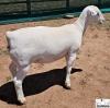 3X T5 WHITE DORPER EWE Ashley Phillips White Dorpers - 3