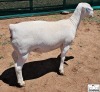 3X T5 WHITE DORPER EWE Ashley Phillips White Dorpers - 4