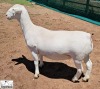 3X T5 WHITE DORPER EWE Ashley Phillips White Dorpers - 5