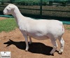 3X T5 WHITE DORPER EWE Ashley Phillips White Dorpers - 6