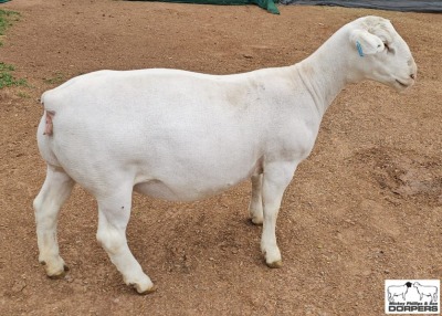 1X FLOCK DORPER EWE Ashley Phillips White Dorpers