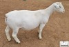 1X FLOCK DORPER EWE Ashley Phillips White Dorpers - 2