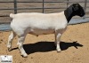 1 X DORPER STUD RAM Mickey Phillips & Son Dorpers