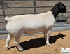 1 X DORPER STUD RAM Mickey Phillips & Son Dorpers - 2