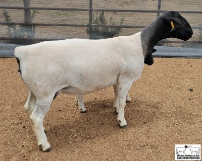 1+1 X DORPER STUD EWE Mickey Phillips & Son Dorpers