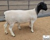 1+1 X DORPER STUD EWE Mickey Phillips & Son Dorpers - 2