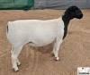 3 X DORPER T5 EWE Mickey Phillips & Son Dorpers