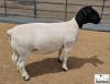 3 X DORPER T5 EWE Mickey Phillips & Son Dorpers - 3