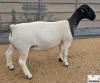 3X T5 DORPER EWE Mickey Phillips & Son Dorpers