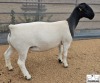 3X T5 DORPER EWE Mickey Phillips & Son Dorpers - 2