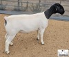 3X T5 DORPER EWE Mickey Phillips & Son Dorpers - 3