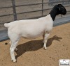 3X T5 DORPER EWE Mickey Phillips & Son Dorpers - 4