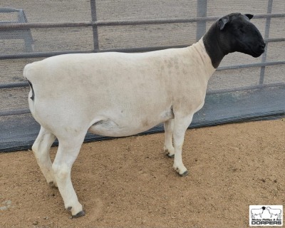 1X PREGNANT T5 DORPER EWE Mickey Phillips & Son Dorpers