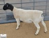 1X PREGNANT T5 DORPER EWE Mickey Phillips & Son Dorpers - 2