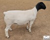 2X STUD DORPER EWE Mickey Phillips & Son Dorpers