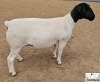 2X STUD DORPER EWE Mickey Phillips & Son Dorpers - 2