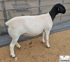 2X STUD DORPER EWE Mickey Phillips & Son Dorpers - 3