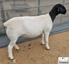 2X STUD DORPER EWE Mickey Phillips & Son Dorpers - 4