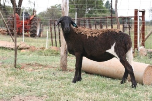 1X OOI/EWE B3 Genetics - Charles Freeme - 074 207 0007
