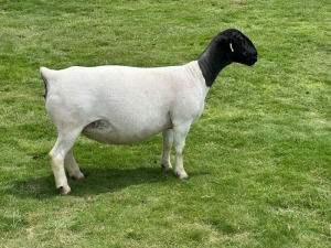 1 X DORPER T5 EWE Leroy Phillips & Son Dorpers