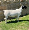 1 X DORPER PREGNANT T5 EWE Leroy Phillips & Son Dorpers