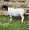 1 X DORPER T5 EWE Leroy Phillips & Son Dorpers