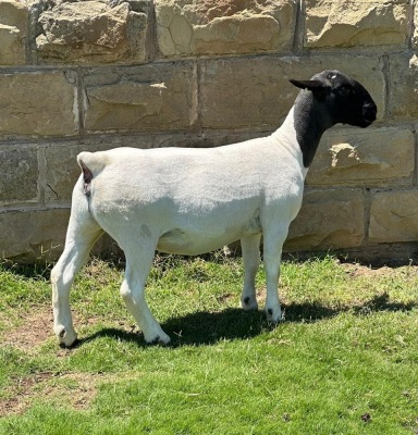 1 X DORPER T5 EWE Leroy Phillips & Son Dorpers