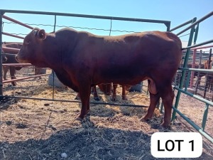 1X Red Cross Bull Jaras(Pty)Ltd