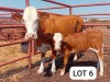 1+1X Simmental Cow & Calf Andre Lindeque