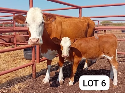 1+1X Simmental Cow & Calf Andre Lindeque