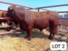 1X Red Cross Bull Jaras(Pty)Ltd
